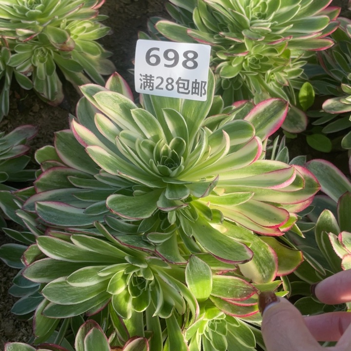 698二号棚海王多肉