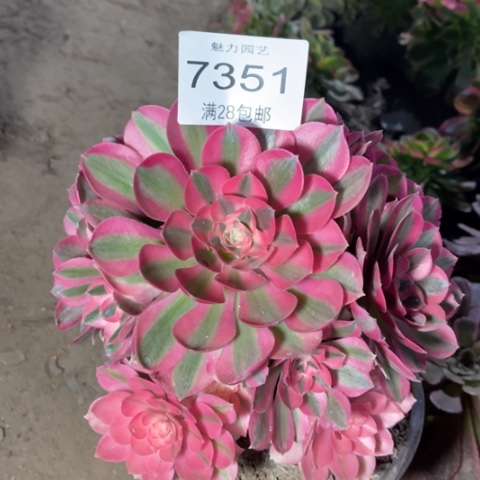 女巫多肉多肉7351