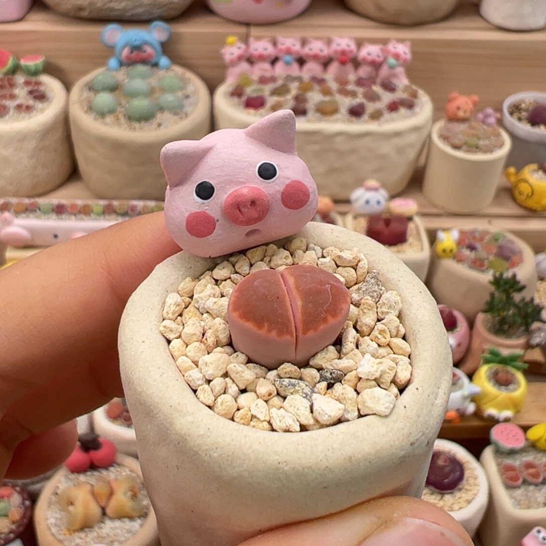 多肉植物8号屁屁花