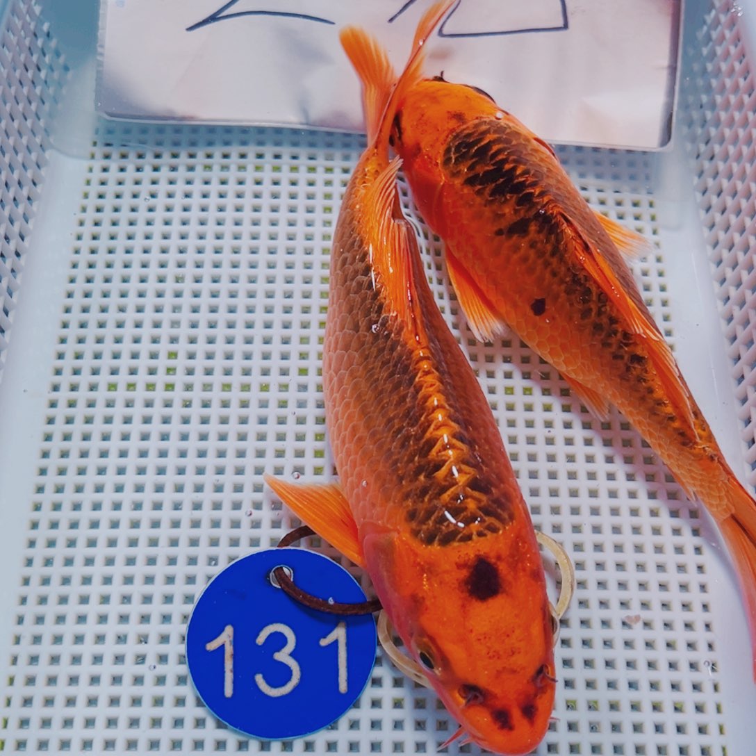 锦鲤锦鲤冷水观赏131