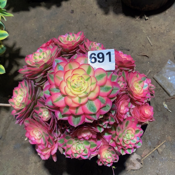 微***笑无花朵倾城691000000000