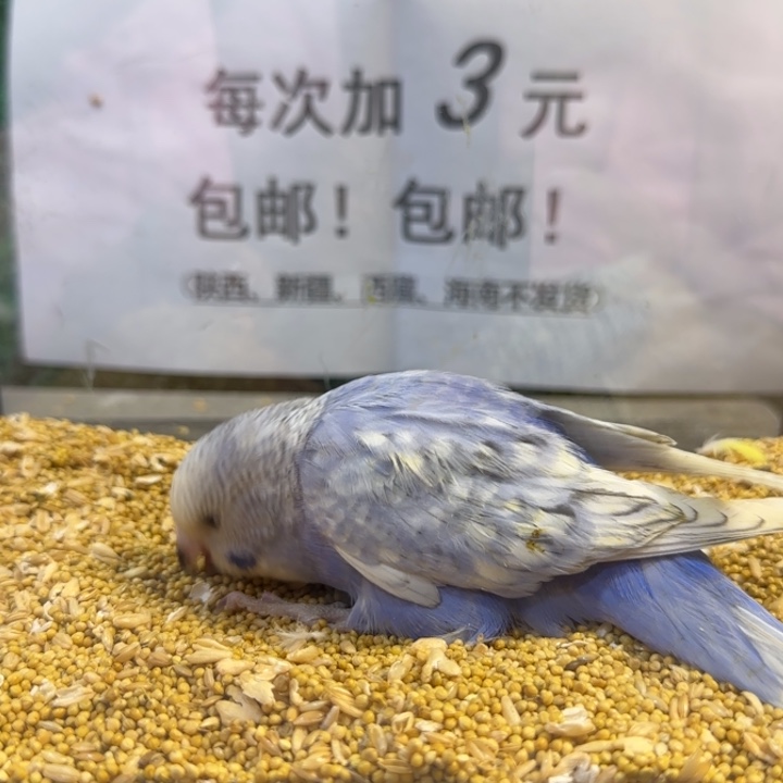 虎皮鹦鹉大头虎皮鹦鹉