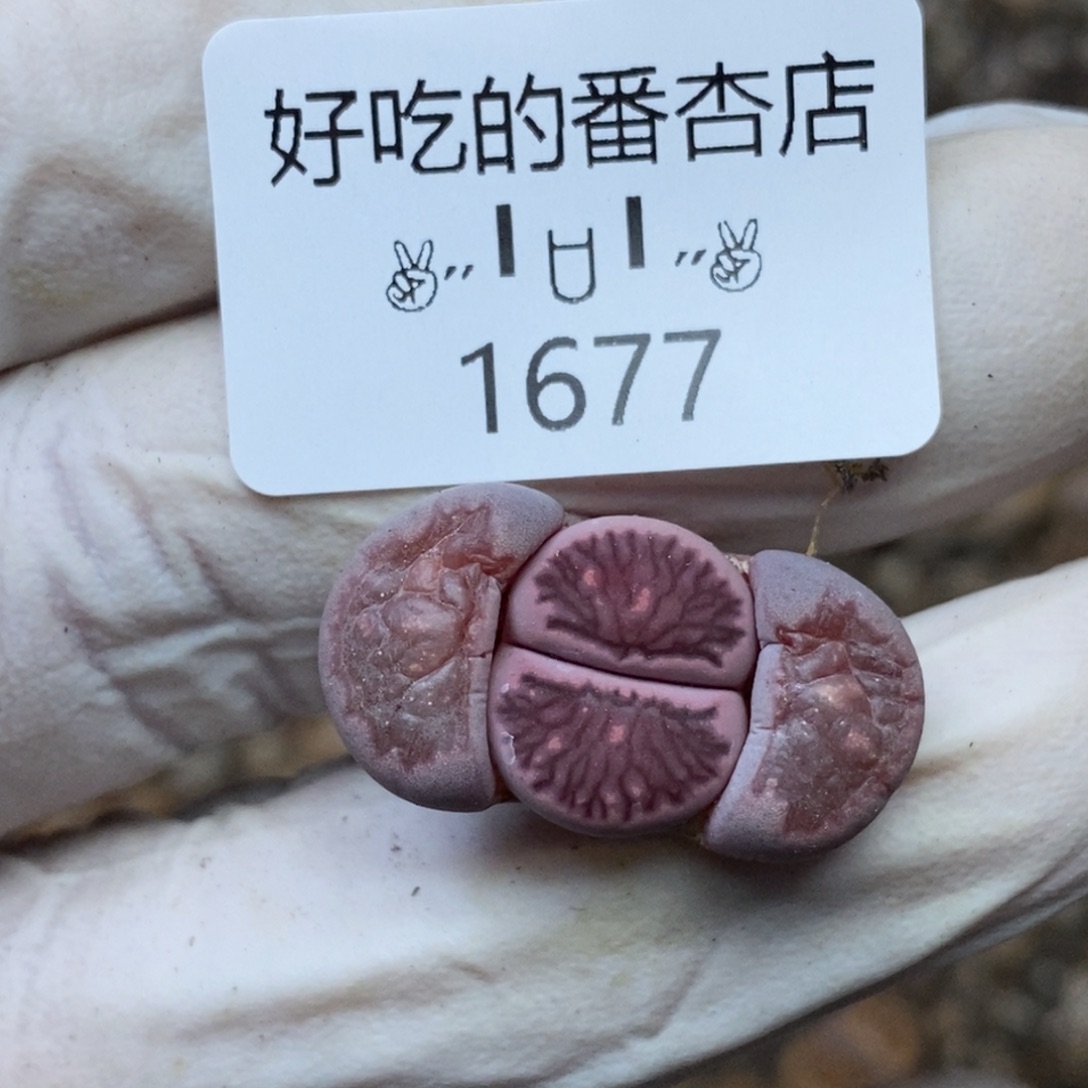 1677。零下拍保温.18包邮.当天凑哦