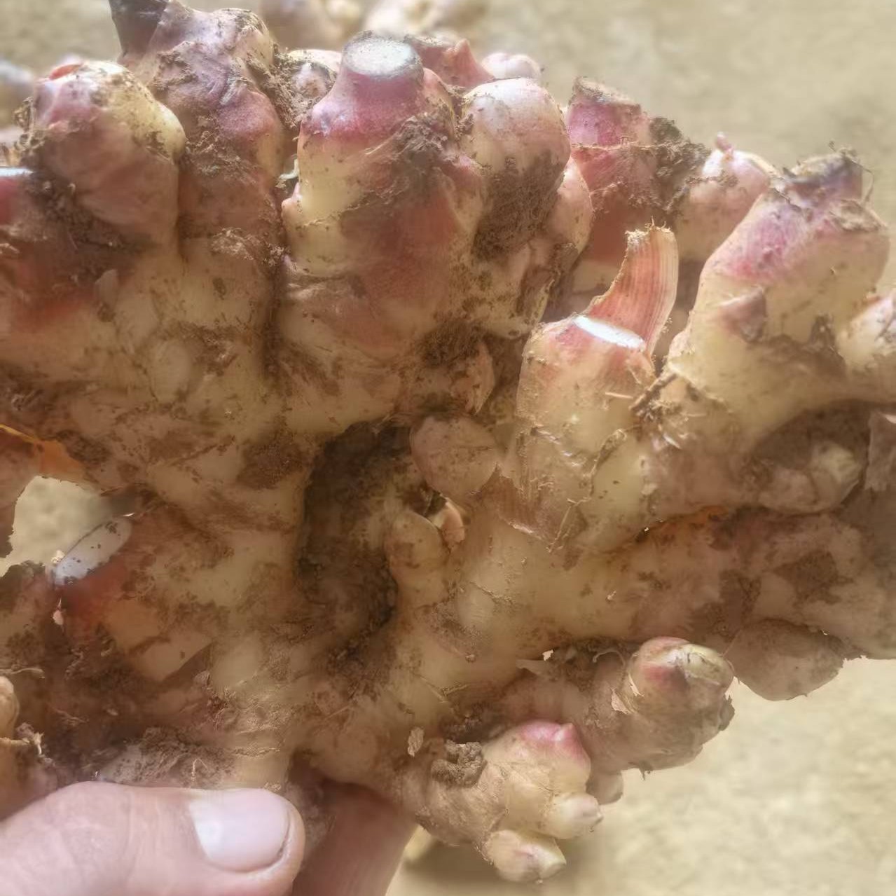 正宗云南高原小黄姜香味浓郁辛辣够味可做月子姜调味佳品2J