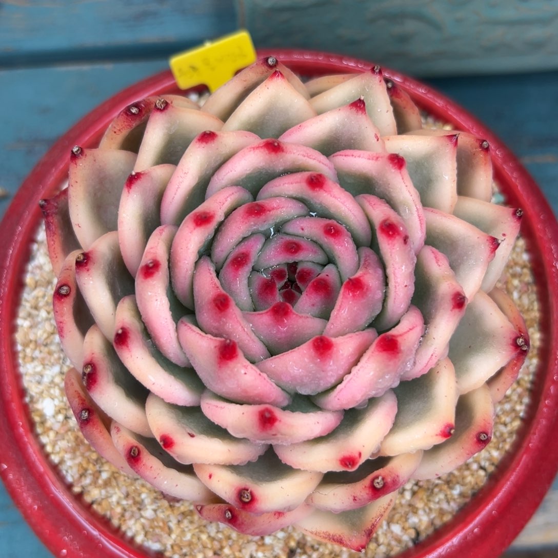 多肉一物一拍0127-锦