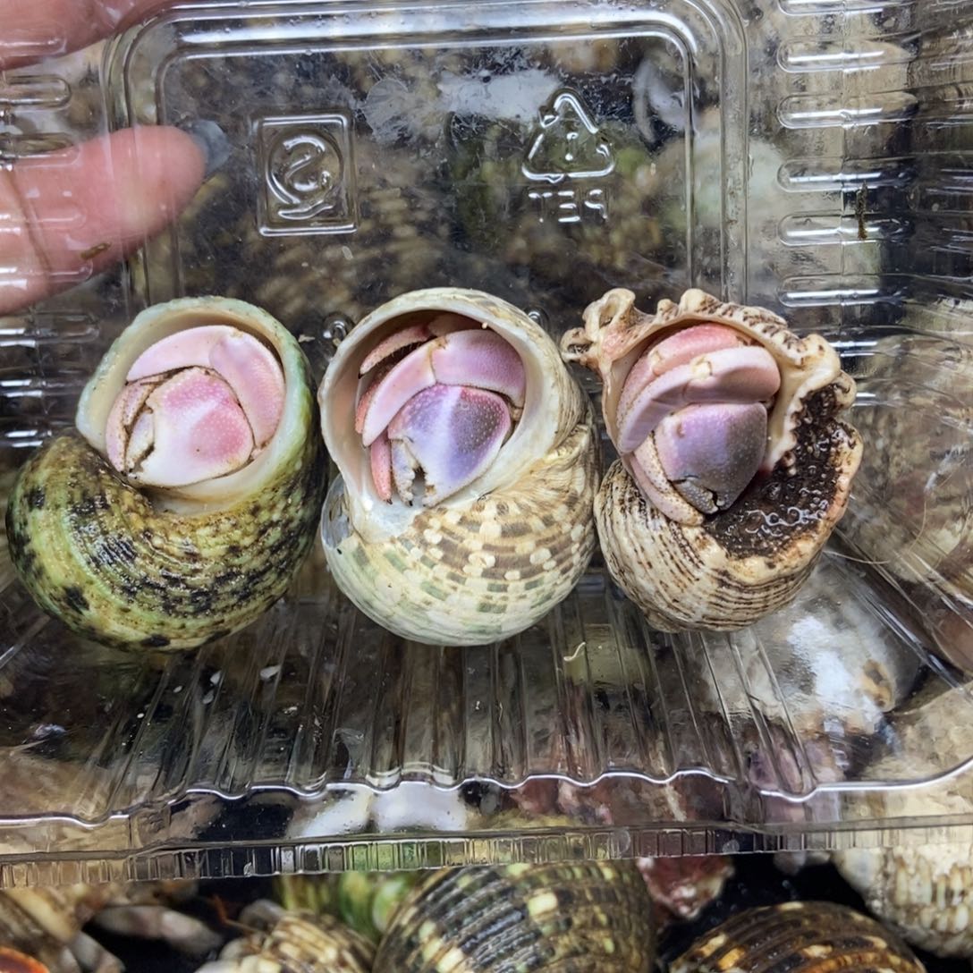 三只粉色，好看的，略略