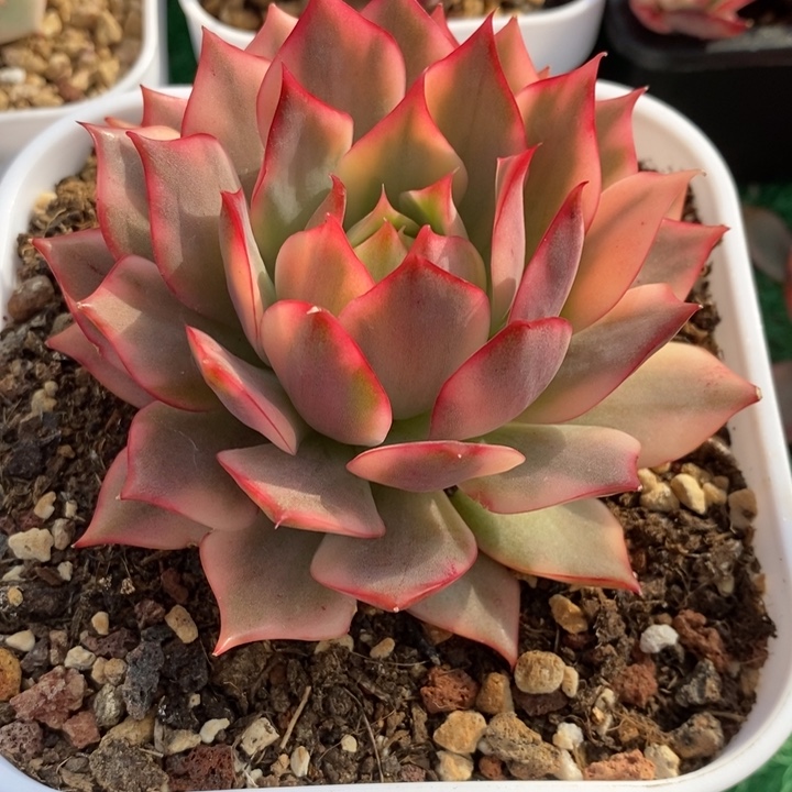 宝莲灯锦多肉锦景天