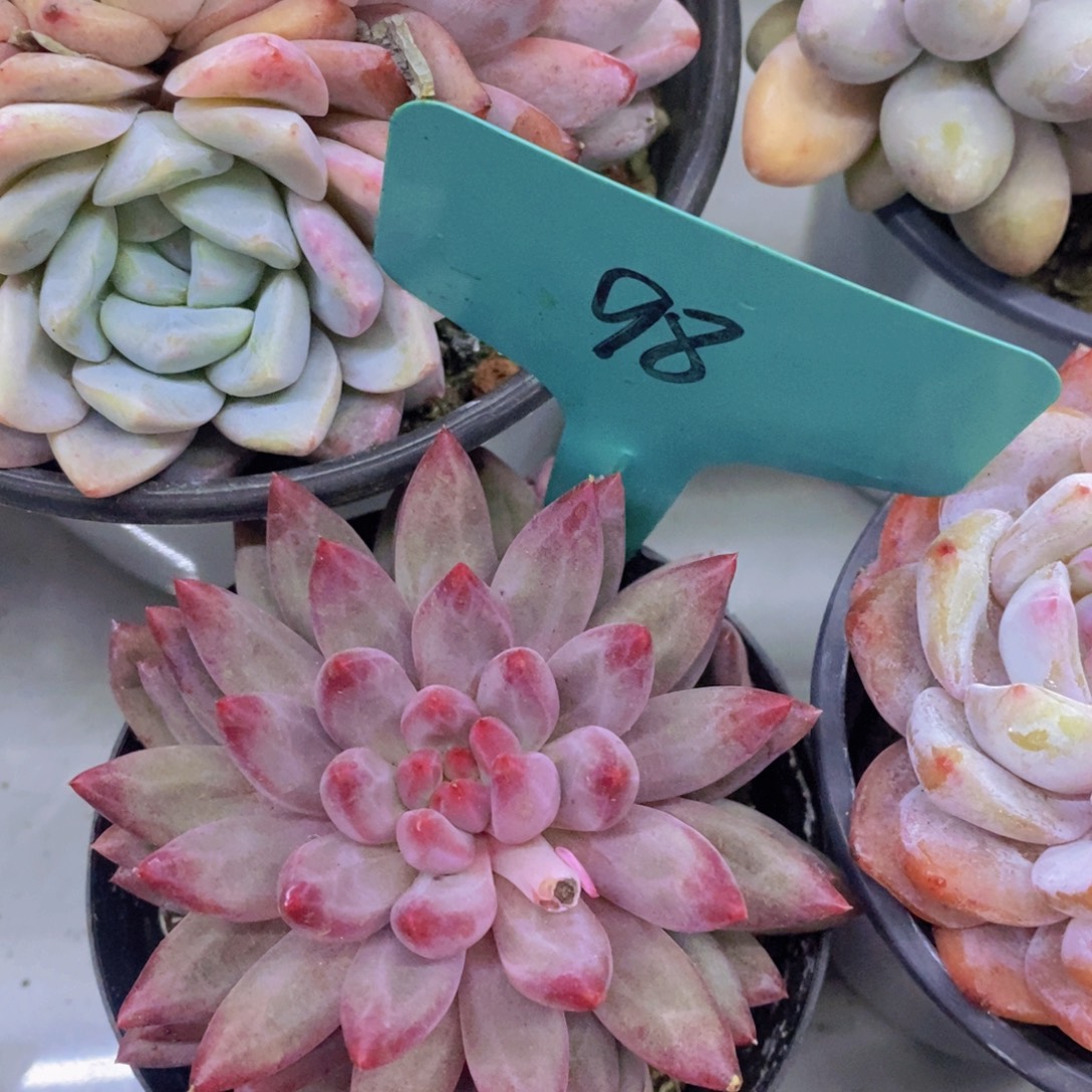 开心多肉，首播福利3