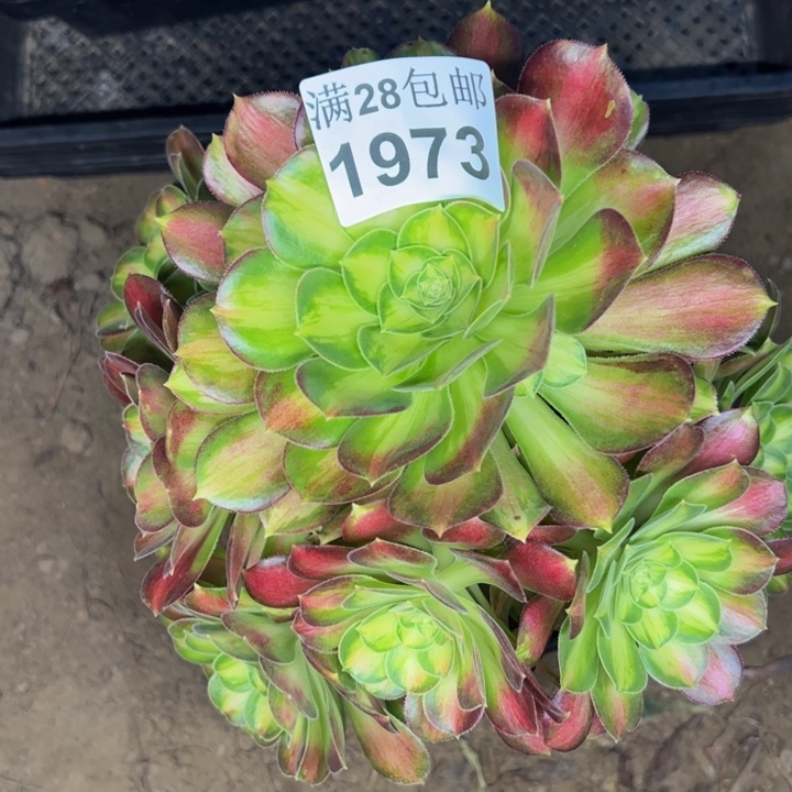 1973韶华多肉植物