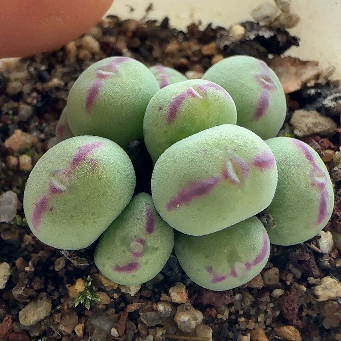 年后脱土发货24058