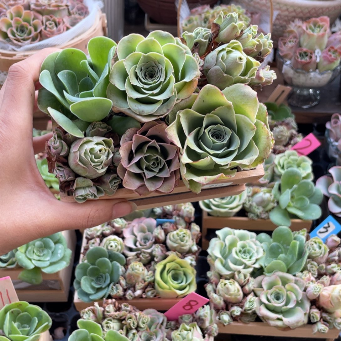 黑***妹多肉植物山地玫瑰214木盒