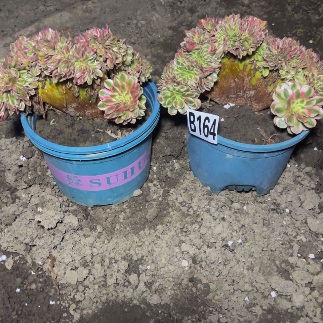 两盆法师16/-5包邮