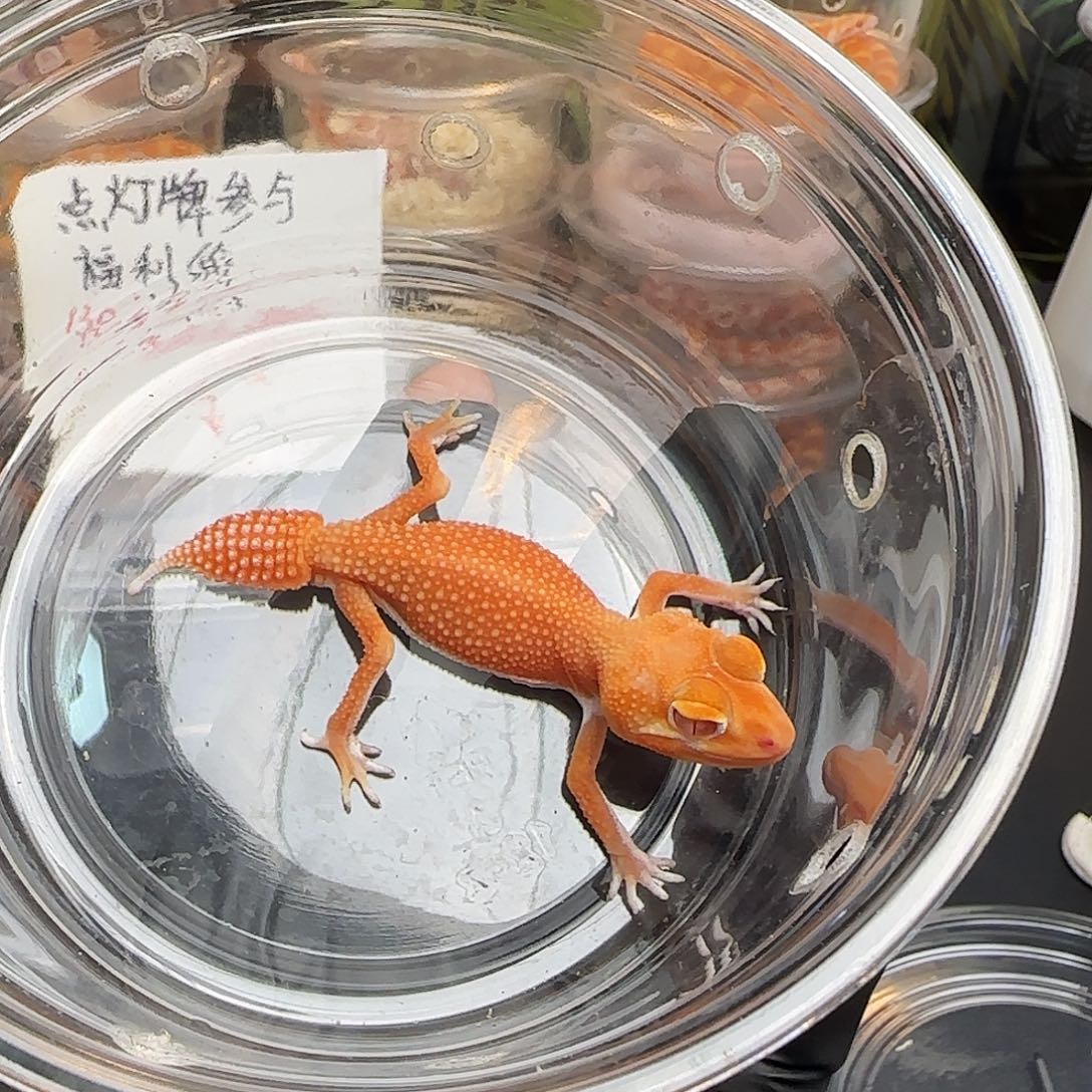 瘤尾守宫000001瘤胃