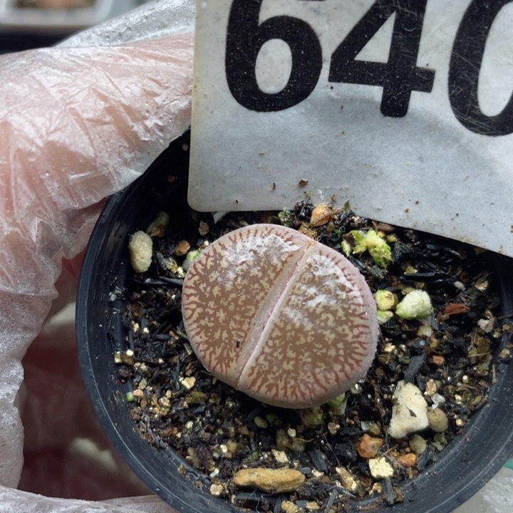 649红流水母本带盆