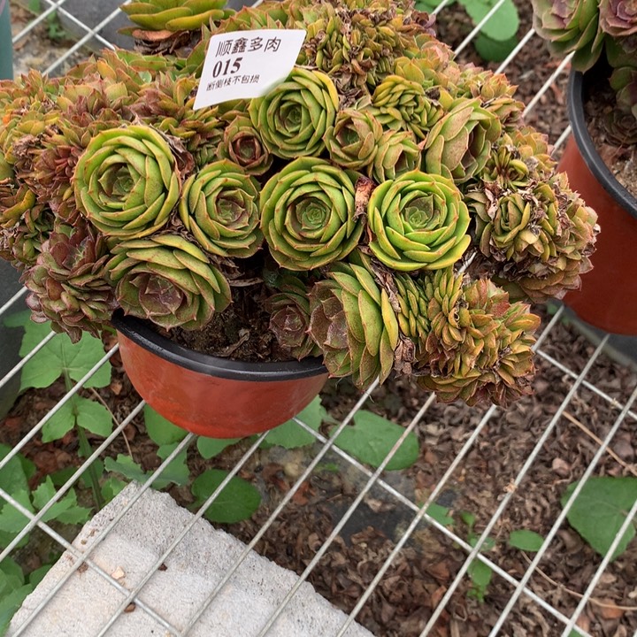 翎***015万缀多肉植物特价
