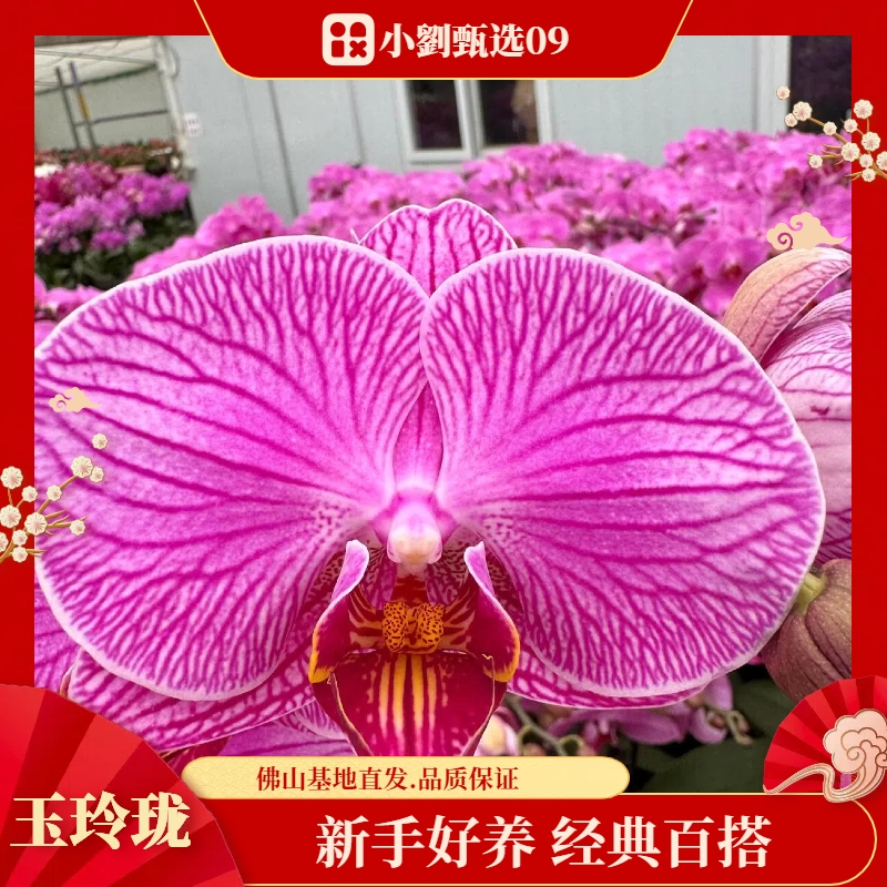 【玉玲珑09】精美蝴蝶兰花卉盆栽佛山基地批发直播次日达