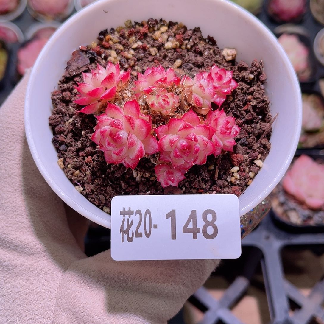 花利美20-148女王群