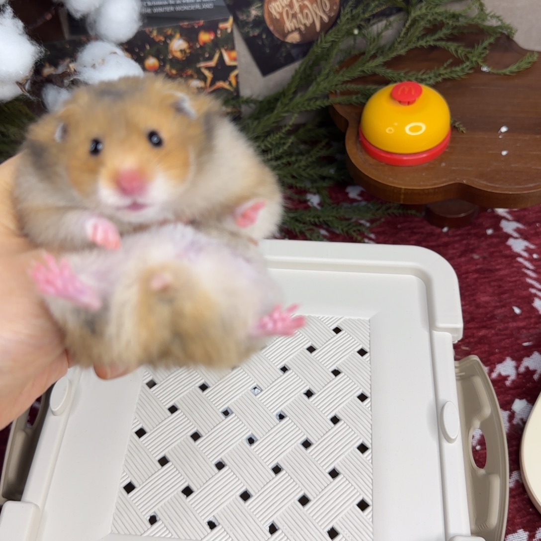 虎纹妹妹11.08生日