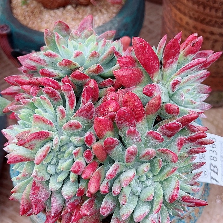 8368刘丹白雪仙女杯多肉