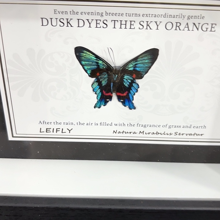 故***怡蝴蝶标本定制420@