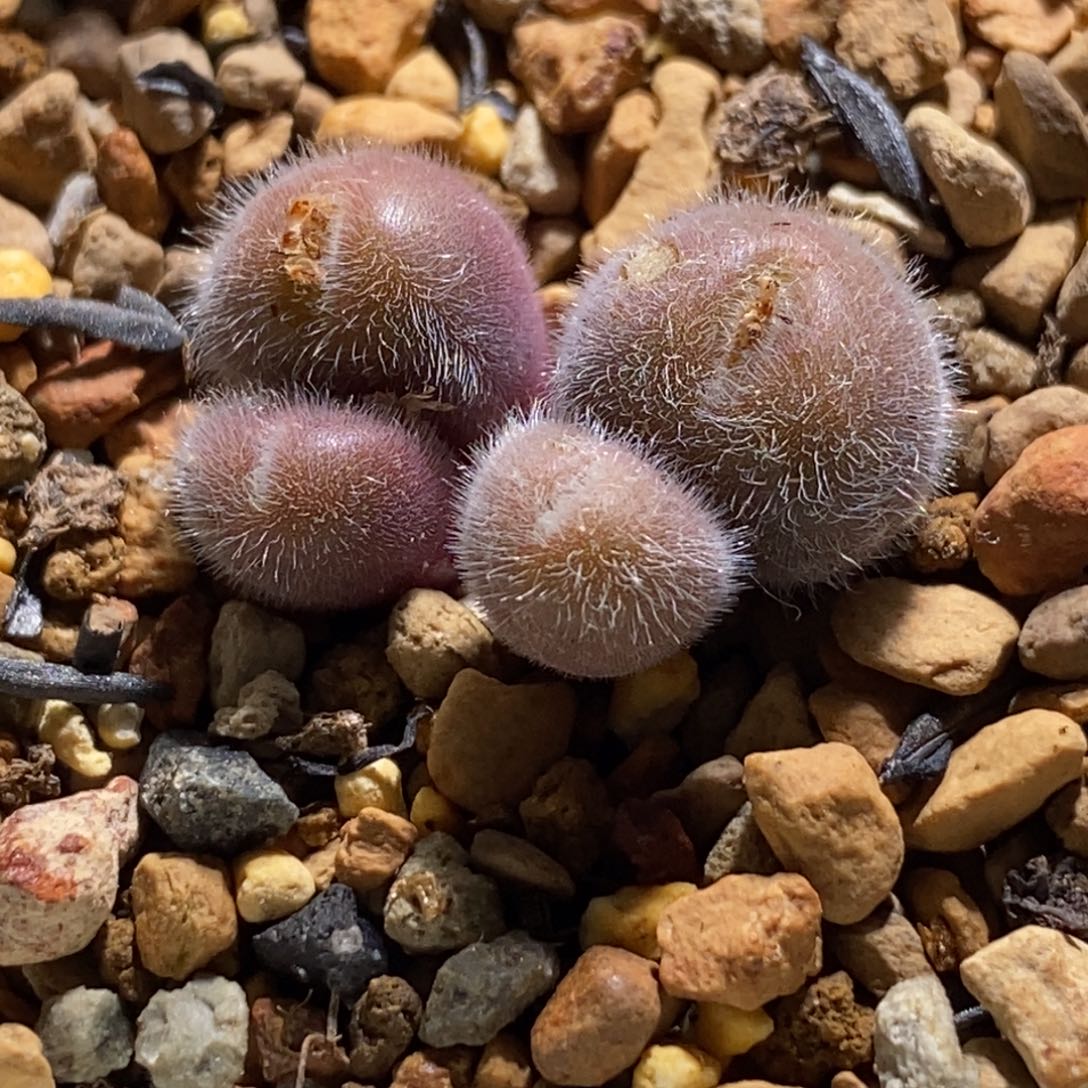 毛球毛球毛球毛球