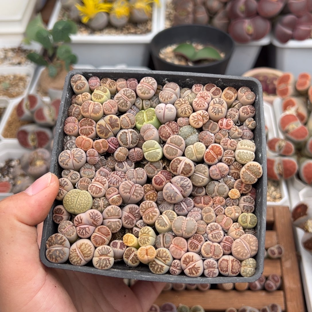 阿***离0566号菊一盒 多肉植物