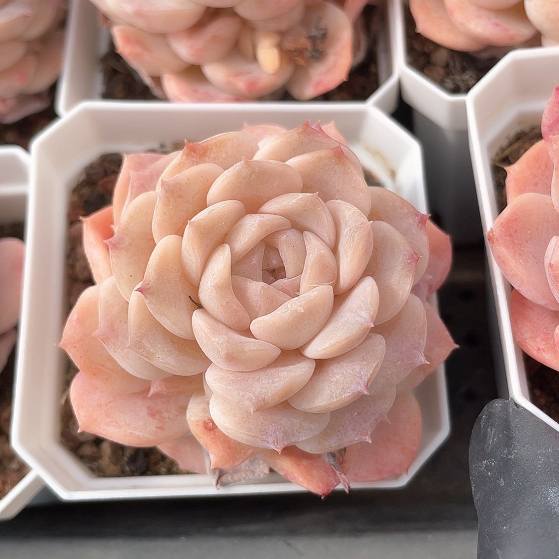 优选纯爱福利9223