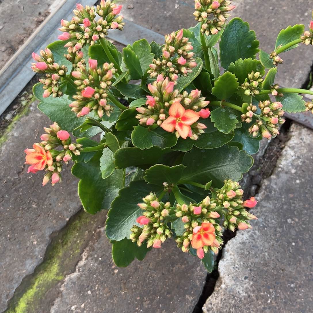 行***驴单瓣130大盆复色