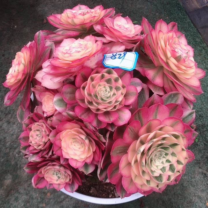 829倾城多肉法师