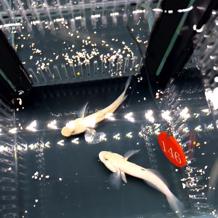 白虾虎9+2个70一个/5-56-146