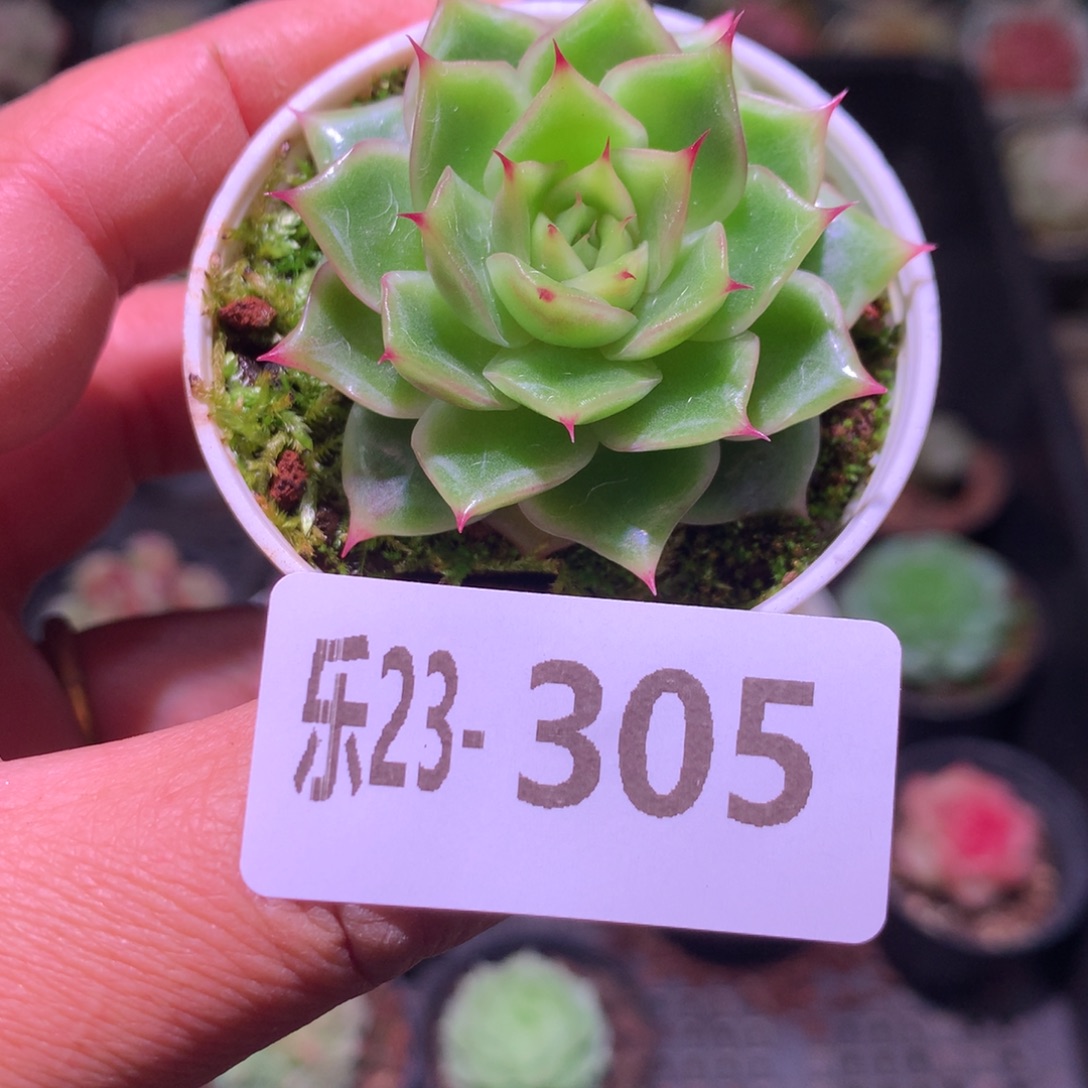 乐然23-305 新品单头