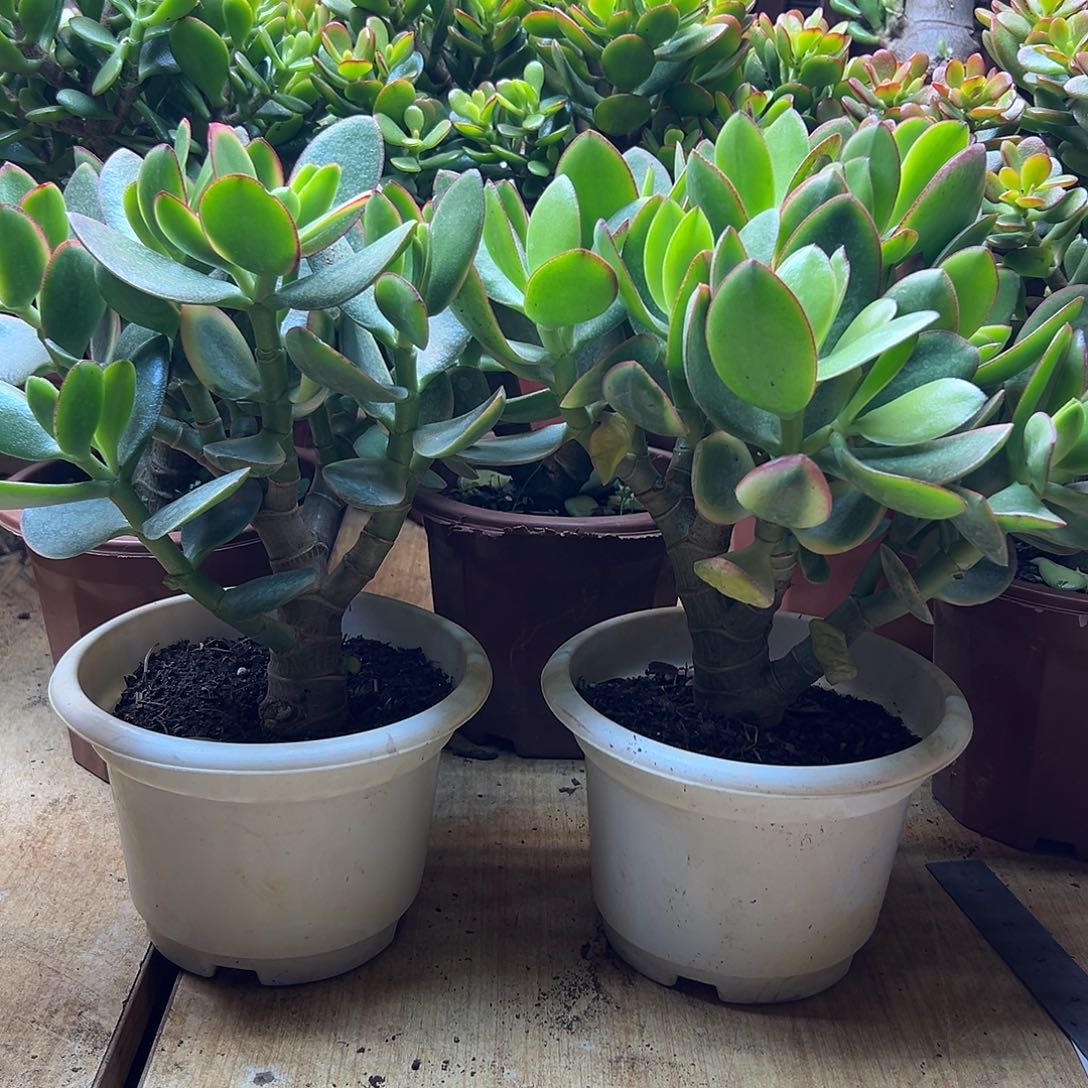 完全开放玉树锦一物一拍