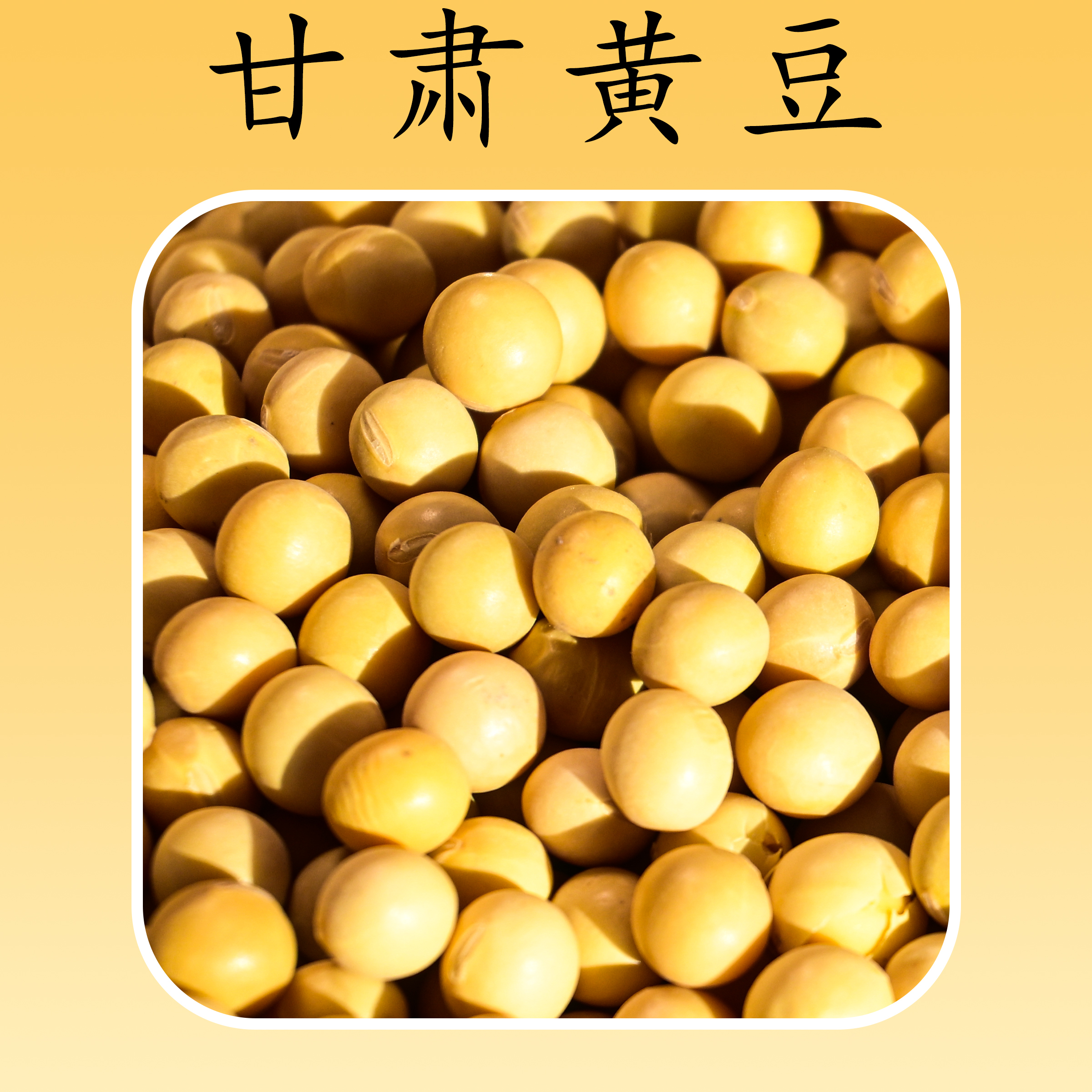 甘肃靖远精选黄豆打豆浆炖肉做豆腐适用颗粒饱满