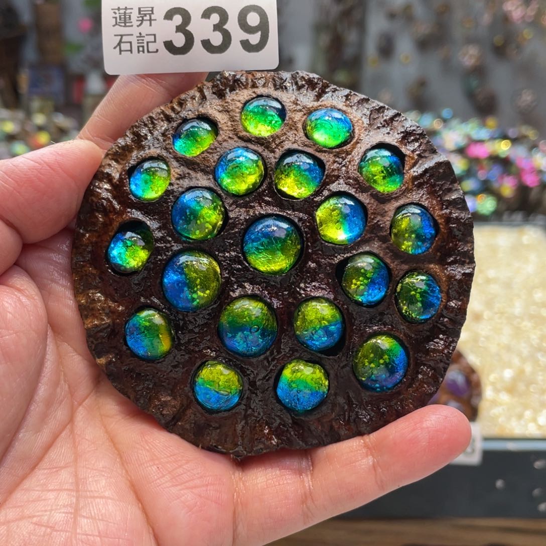 核桃木/黑胡桃（胡桃木）339蘑菇