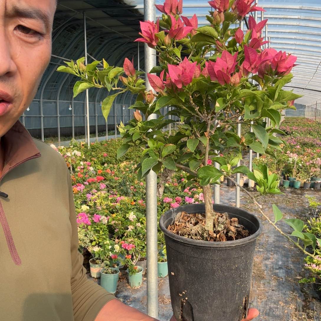 酒红三角梅23.9三角梅
