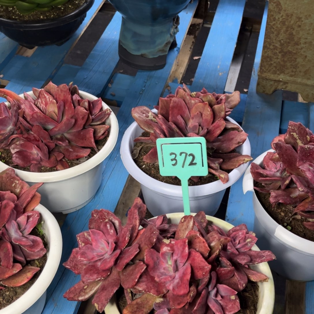 小雨多肉群生钻石锦