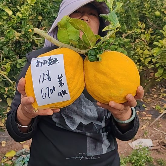 打***泡小黄金vgggggggggh