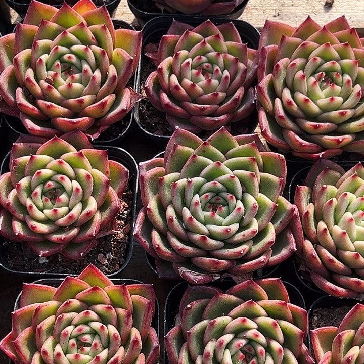 绿茵          福利多多