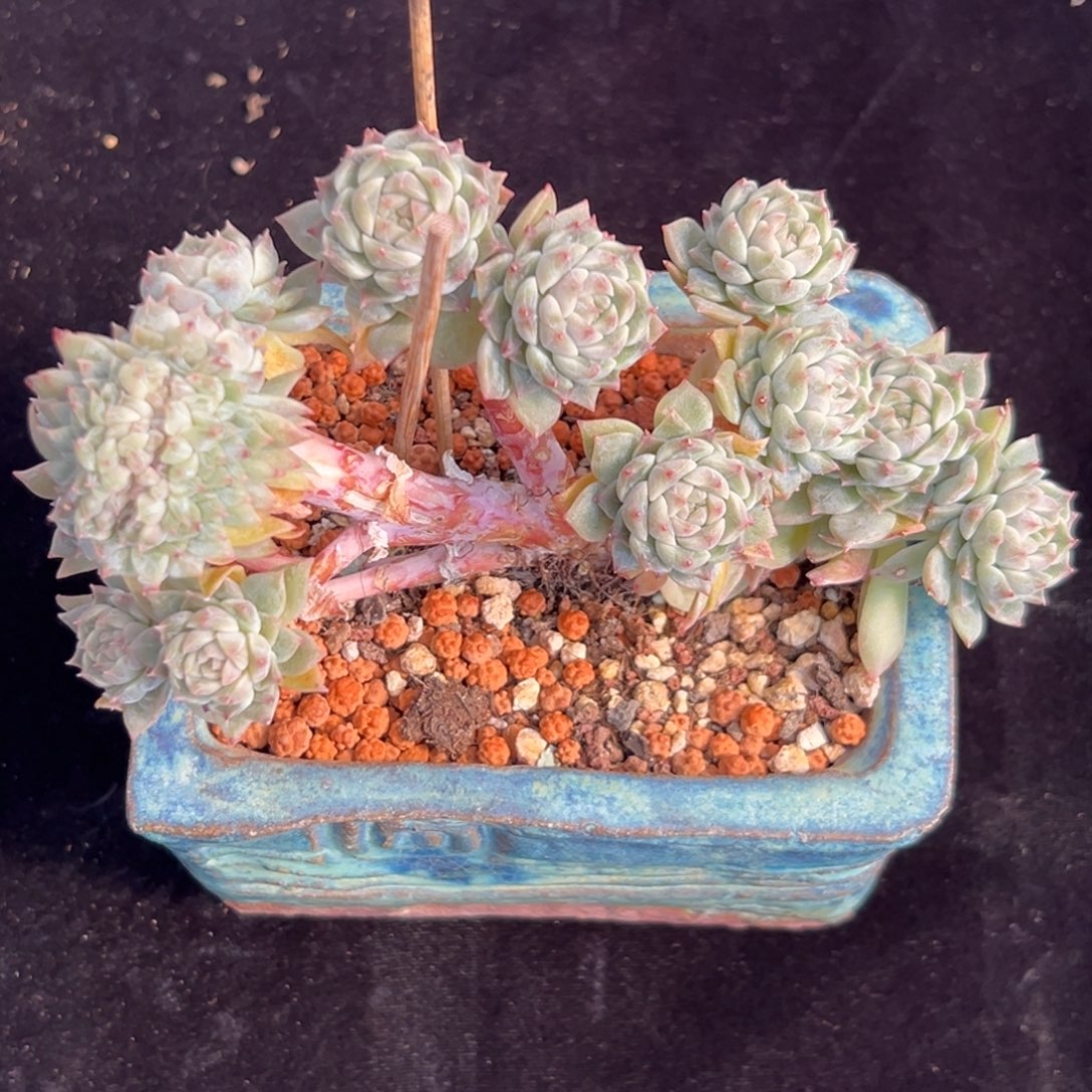 新年快乐 新年快乐