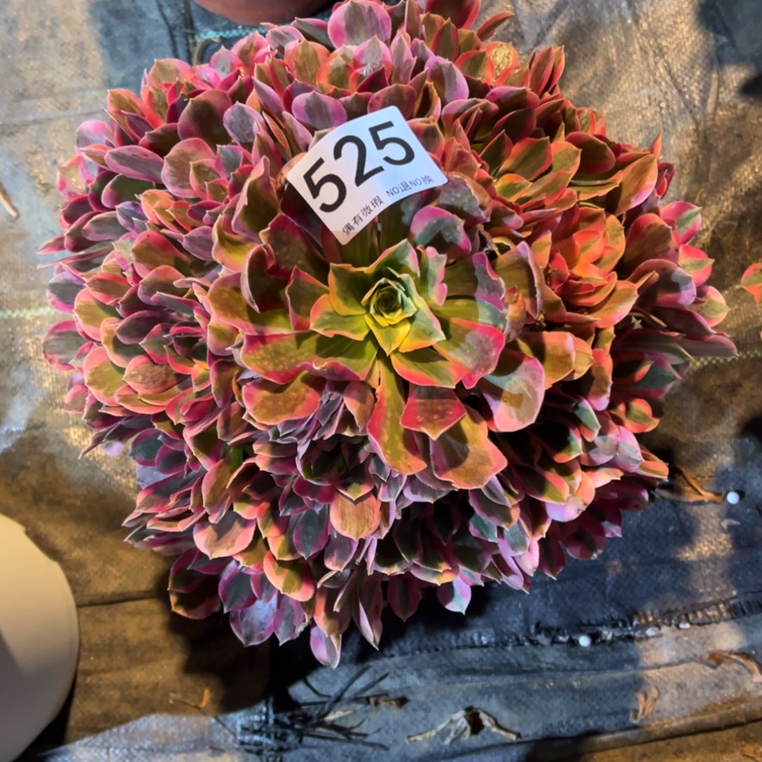 我是真的很喜欢这个