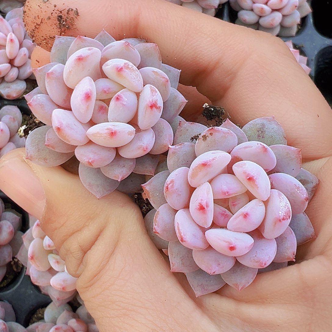 星星橙苗7颗19包邮