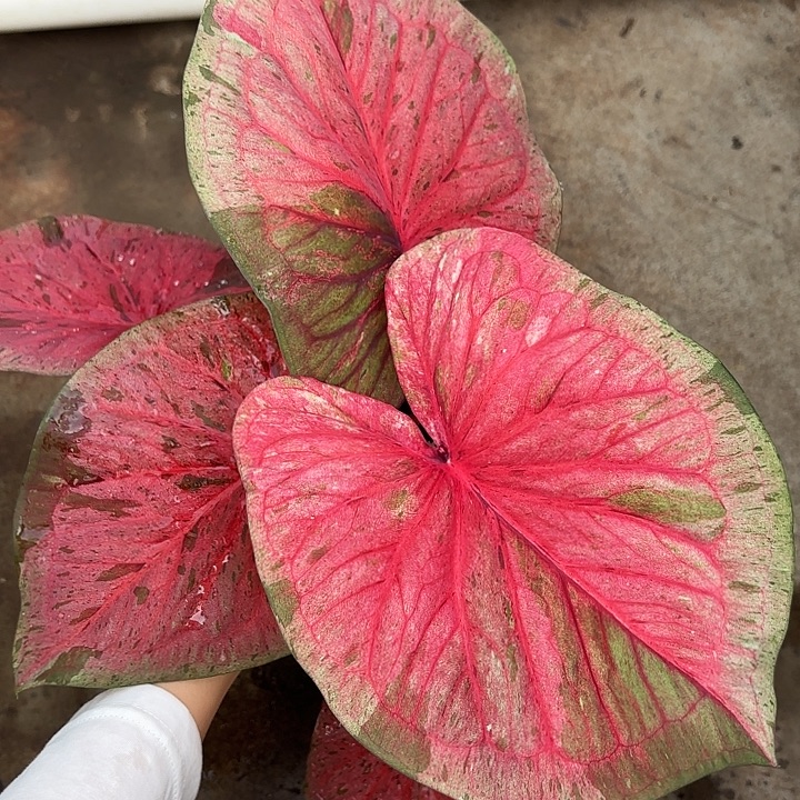 12-0102粉毒福利广东现货