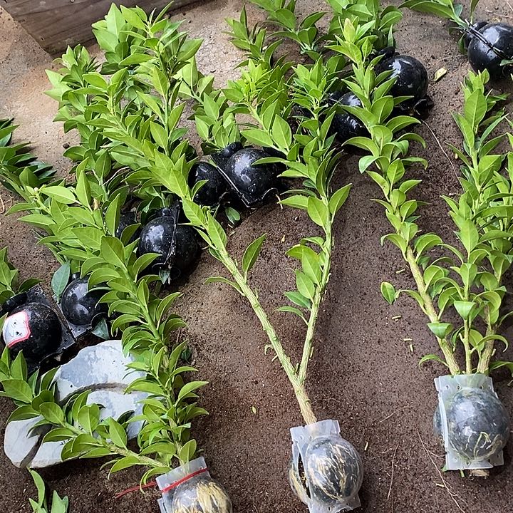 星***瑶无花朵柑橘树柑橘苗