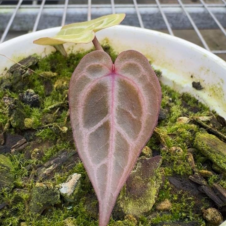 完全开放1号香槟粉