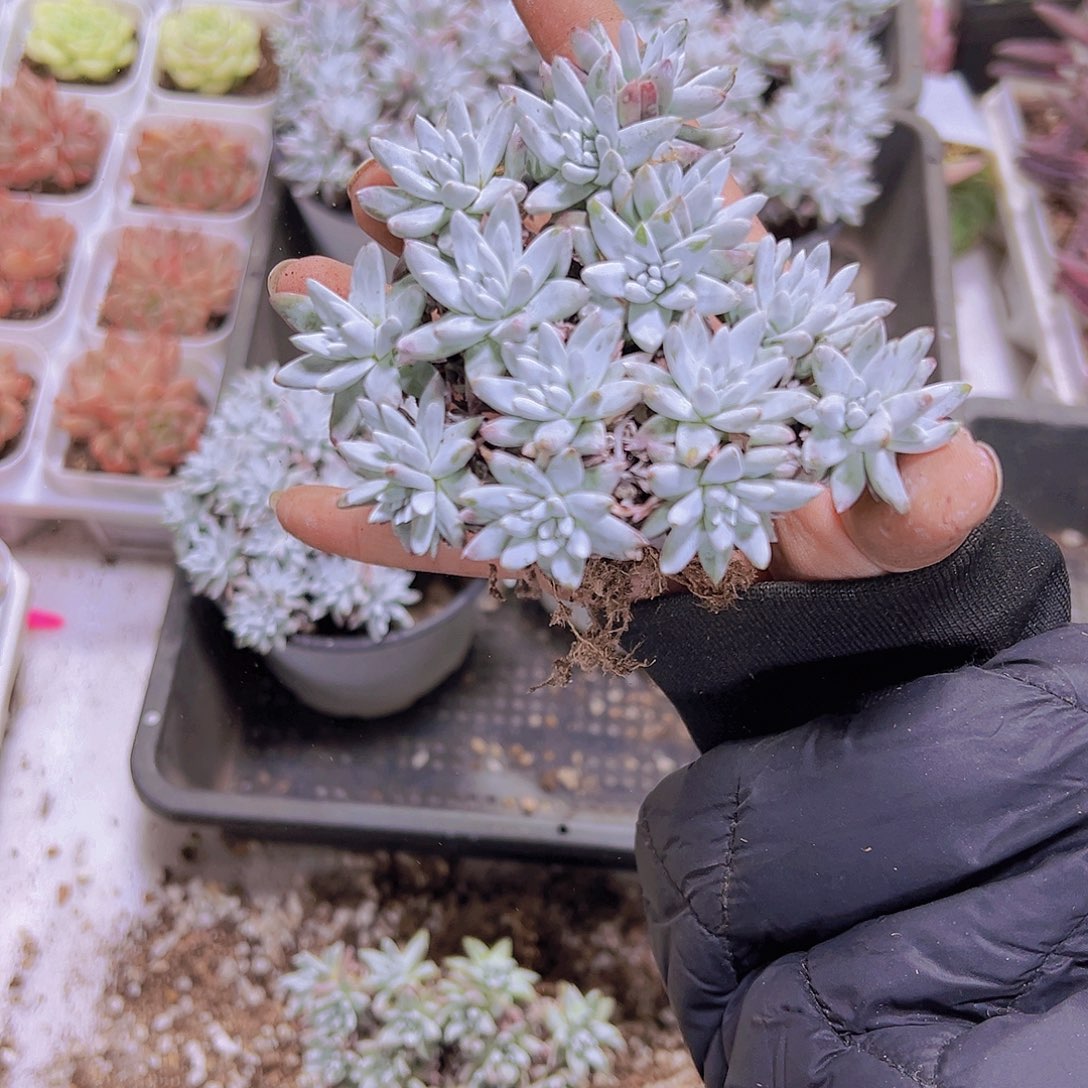 10到20头白菊多肉