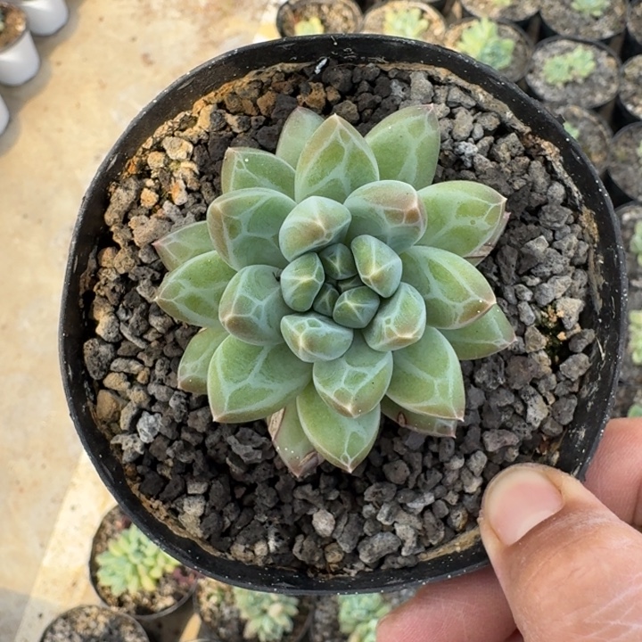 青花瓷 单头  一物一拍