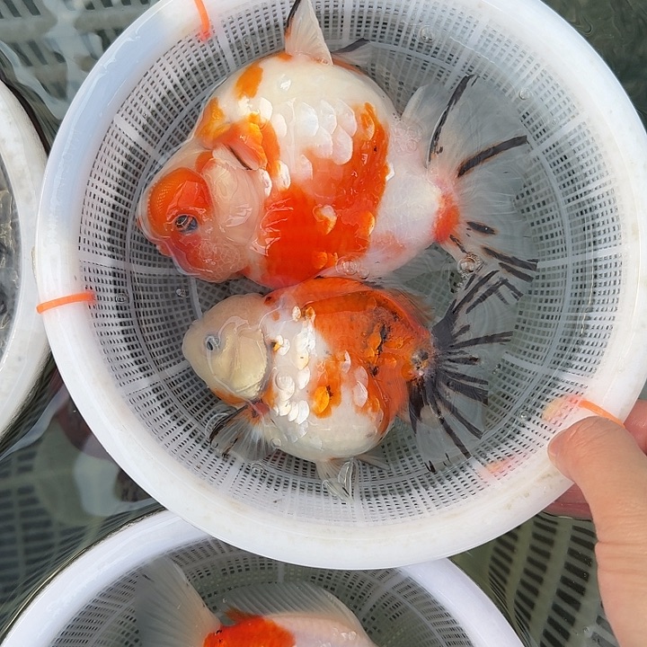 金鱼两条樱花，一大一小