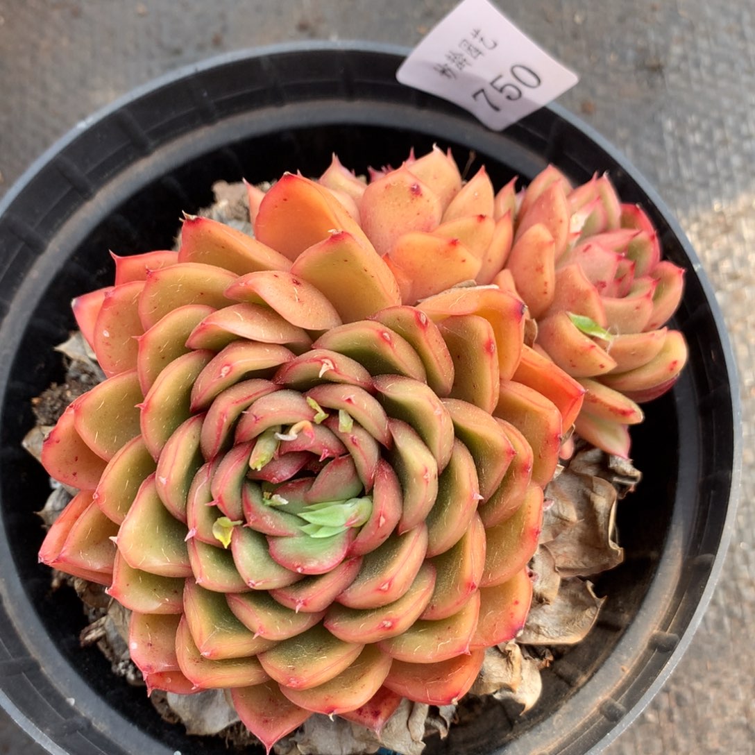 750杂交精品基地11厘米