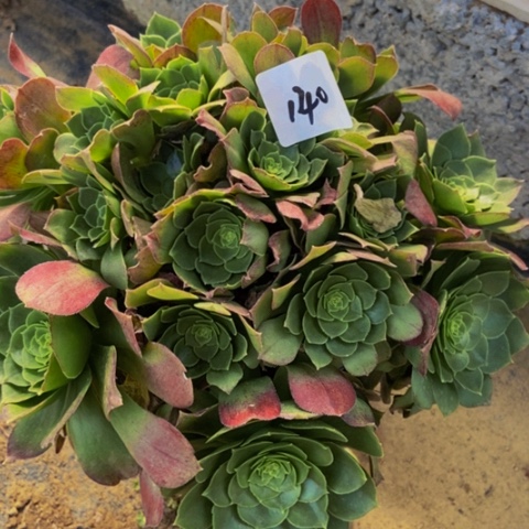 圣罗兰朵朵多肉140多肉