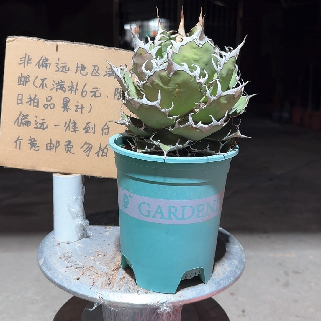 完全开放凯撒仁王冠龙舌兰